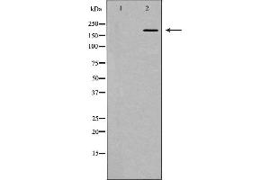 Western blot analysis of extracts of HEK-293, using HCFC1 antibody.