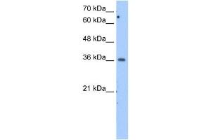 MDH1 antibody used at 2. (MDH1 antibody)