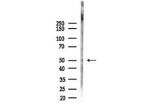 anti-G Protein-Coupled Receptor 152 (GPR152) (N-Term) antibody