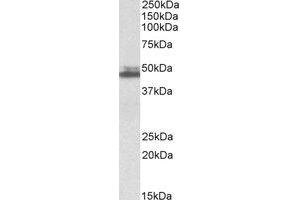 Western Blotting (WB) image for anti-SH3-Domain GRB2-Like 1 (SH3GL1) (Internal Region) antibody (ABIN2464515) (SH3GL1 antibody  (Internal Region))
