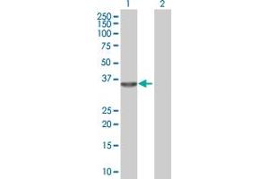 Western Blot analysis of RNASEH1 expression in transfected 293T cell line by RNASEH1 MaxPab polyclonal antibody. (Ribonuclease H1 antibody  (AA 1-286))