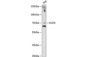 Western blot analysis of extracts of Raji cells, using IGSF8 antibody (ABIN7267851) at 1:1000 dilution. (IGSF8 antibody  (AA 28-350))