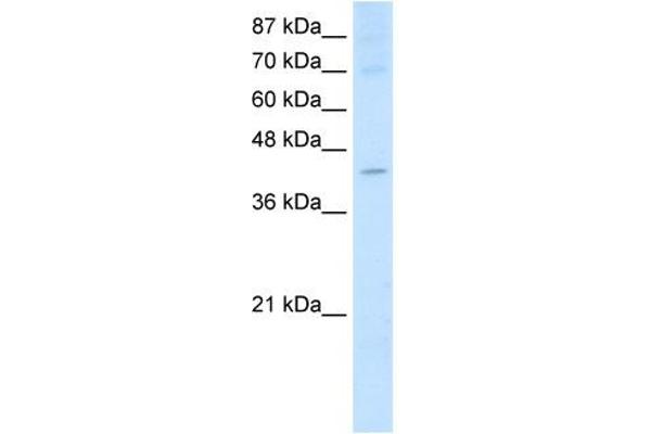 NXF5 antibody  (Middle Region)