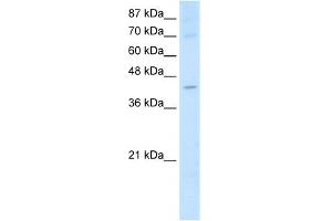 WB Suggested Anti-NXF5 Antibody Titration:  2.