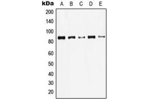 Western blot analysis of Gamma-catenin expression in HeLa (A), A431 (B), MDBK (C), NIH3T3 (D), rat brain (E) whole cell lysates.
