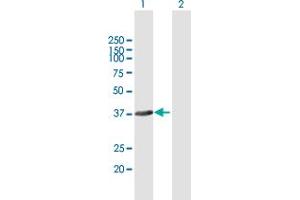 Western Blot analysis of FANCL expression in transfected 293T cell line by FANCL MaxPab polyclonal antibody. (FANCL antibody  (AA 1-375))