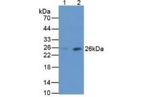 Rabbit Capture antibody from the kit in WB with Positive Control: Sample Lane1: Human Liver Tissue; Lane2: Human Serum. (MBL2 ELISA Kit)