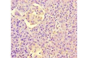 Immunohistochemistry of paraffin-embedded human pancreatic tissue using ABIN7158094 at dilution of 1:100