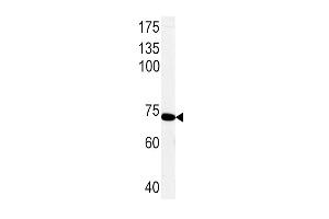 Western blot analysis of PCK1 Antibody (C-term) (ABIN1882180 and ABIN2842170) in rat primary hepatocyte cell line lysates. (PCK1 antibody  (C-Term))