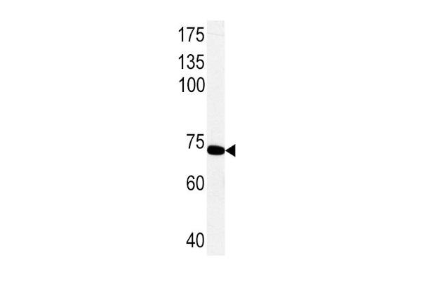 PCK1 antibody  (C-Term)