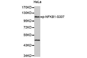 Western blot analysis of extracts of HeLa cells, using Phospho-NFKB1-S337 antibody (ABIN2987371). (NFKB1 antibody  (pSer337))