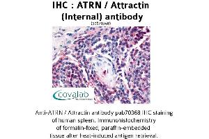 Image no. 1 for anti-Attractin (ATRN) (Internal Region) antibody (ABIN1732098)
