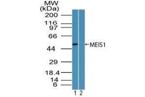 Image no. 1 for anti-Meis Homeobox 1 (MEIS1) (AA 170-220) antibody (ABIN960263) (MEIS1 antibody  (AA 170-220))