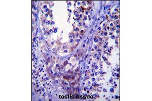 SDF2L1 Antibody (C-term) (ABIN657402 and ABIN2846442) immunohistochemistry analysis in formalin fixed and paraffin embedded human testis tissue followed by peroxidase conjugation of the secondary antibody and DAB staining.