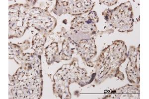 Immunoperoxidase of monoclonal antibody to TESK2 on formalin-fixed paraffin-embedded human placenta. (TESK2 antibody  (AA 405-542))