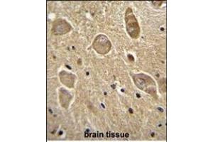 UGT8 antibody (Center) (ABIN655577 and ABIN2845071) immunohistochemistry analysis in formalin fixed and paraffin embedded human brain tissue followed by peroxidase conjugation of the secondary antibody and DAB staining. (UGT8 antibody  (AA 366-393))