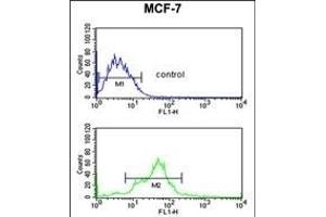 EBP1 Antibody (Center) (ABIN389363 and ABIN2839466) flow cytometric analysis of MCF-7 cells (bottom histogram) compared to a negative control cell (top histogram). (PA2G4 antibody  (AA 228-255))