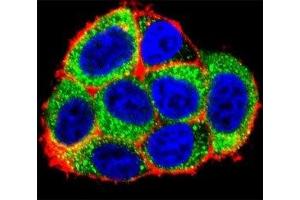 Confocal immunofluorescent analysis of Caspase-9 antibody with HeLa cells followed by Alexa Fluor 488-conjugated goat anti-rabbit lgG (green). (Caspase 9 antibody  (AA 183-211))