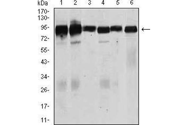 TGFBR3 抗体  (AA 147-328)