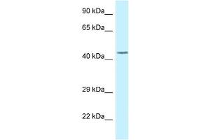 WB Suggested Anti-DUSP9 Antibody Titration: 1.