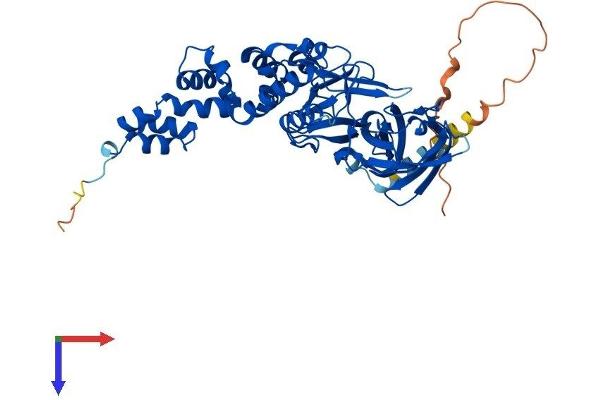 F-Box Protein 3 Protein (FBXO3) (AA 1-480) (His tag)