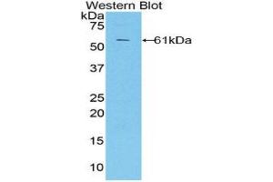 Western Blotting (WB) image for anti-CUB and Zona Pellucida-Like Domains 1 (CUZD1) (AA 218-479) antibody (ABIN1858569) (CUZD1 antibody  (AA 218-479))
