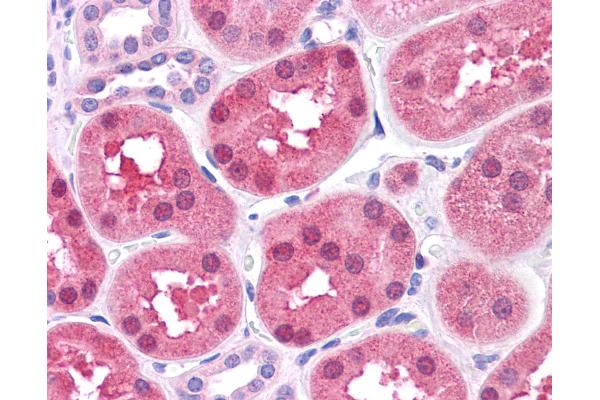 DBT antibody  (AA 35-84)