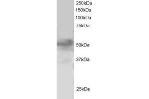 ABIN185047 staining (1µg/ml) of H460 lysate (RIPA buffer, 30µg total protein per lane). (FOXQ1 antibody  (N-Term))