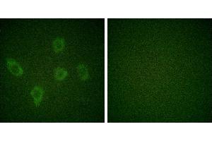Peptide - +Immunofluorescence analysis of HuvEc cells, using Caspase 9 (Ab-125) antibody