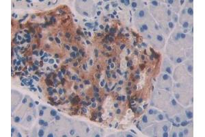 IHC-P analysis of Mouse Pancreas Tissue, with DAB staining. (BMP7 antibody  (AA 292-430))