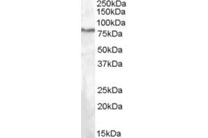 ABIN263220 (1µg/ml) staining of HepG2 lysate (35µg protein in RIPA buffer). (SEL1L antibody  (Internal Region))