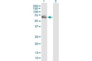 Western Blot analysis of RGS14 expression in transfected 293T cell line by RGS14 MaxPab polyclonal antibody. (RGS14 antibody  (AA 1-566))