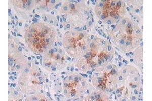 DAB staining on IHC-P; Samples: Human Stomach Tissue (MUC3B antibody  (AA 836-931))