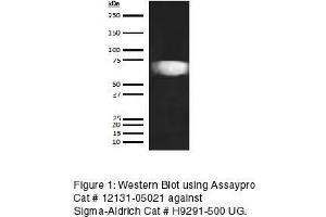 Western Blotting (WB) image for anti-Hemopexin (HPX) antibody (Biotin) (ABIN613185) (Hemopexin antibody  (Biotin))
