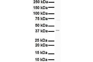 WB Suggested Anti-AGER antibody Titration: 1 ug/mL Sample Type: Human K562 (RAGE antibody  (C-Term))