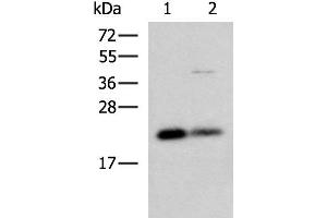 Western blot analysis of HepG2 and A549 cell lysates using CSRP2 Polyclonal Antibody at dilution of 1:900 (CSRP2 antibody)