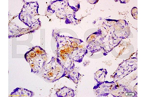 Fibulin 5 antibody  (AA 101-200)