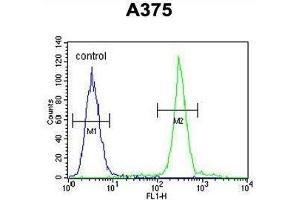 ARL8A Antibody (Center) flow cytometric analysis of A375 cells (right histogram) compared to a negative control cell (left histogram).