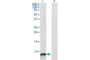 Western Blot analysis of S100A12 expression in transfected 293T cell line by S100A12 monoclonal antibody (M10A), clone 1F10. (S100A12 antibody  (AA 1-92))
