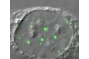 Image no. 1 for anti-DEAD (Asp-Glu-Ala-Asp) Box Polypeptide 20 (DDX20) (AA 368-548) antibody (ABIN108548)
