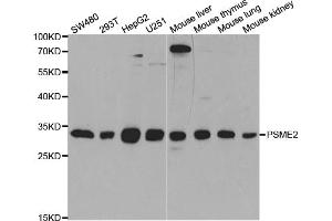 Western blot analysis of extracts of various cell lines, using PSME2 antibody (ABIN5973243) at 1/1000 dilution. (PSME2 antibody)