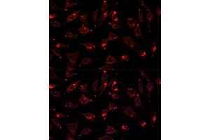Immunofluorescence analysis of L929 cells using SCGB3A2 antibody (ABIN6147429) at dilution of 1:100.