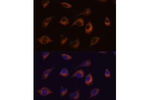 Immunofluorescence analysis of L929 cells using HSPB11 antibody (ABIN7267591) at dilution of 1:100. (HSPB11 antibody)