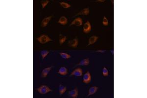 Immunofluorescence analysis of L929 cells using HSPB11 antibody (ABIN7267591) at dilution of 1:100.