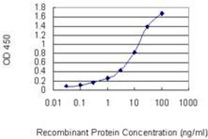 Detection limit for recombinant GST tagged CHAF1B is 0. (CHAF1B antibody  (AA 201-300))