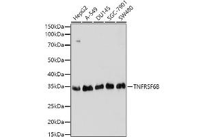 Western blot analysis of extracts of various cell lines, using TNFRSF6B antibody (ABIN3021023, ABIN3021024, ABIN3021025 and ABIN6213919) at 1:1000 dilution. (TNFRSF6B antibody  (AA 35-300))