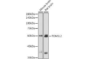 Western blot analysis of extracts of various cell lines, using TOM1L2 antibody (ABIN7270733) at 1:1000 dilution.