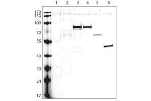 Lanes: 1:non-transfected cells, 2:V5-tagged empty plasmid, 3:protein A (V5-tagged), 4:protein B (V5-tagged), 5:protein C (V5-tagged), 6:protein D (V5-tagged), Protocol and data courtesy of Dr. (V5 Epitope Tag antibody)