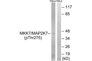 Western blot analysis of extracts from HeLa cells, treated with calyculinA (50ng/ml, 30mins), using MAP2K7 (Phospho-Thr275) antibody. (MAP2K7 antibody  (pThr275))