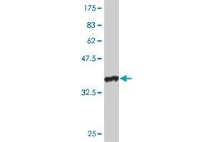 Western Blot detection against Immunogen (35. (KHSRP antibody  (AA 151-239))